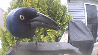common grackle