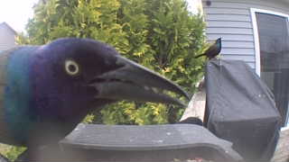 common grackle