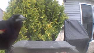 red-winged blackbird