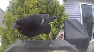 red-winged blackbird