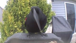 red-winged blackbird