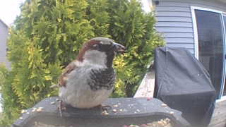 house sparrow