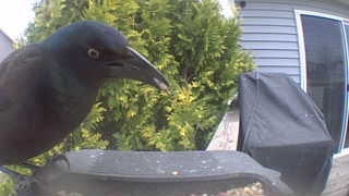 common grackle