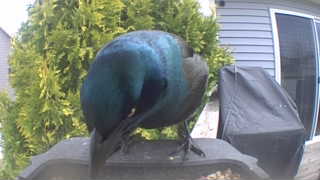 common grackle