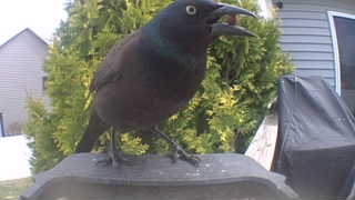 common grackle