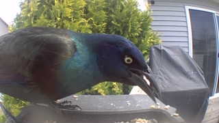 common grackle