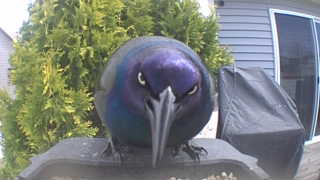 common grackle