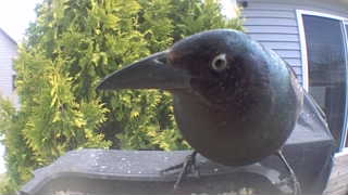 common grackle