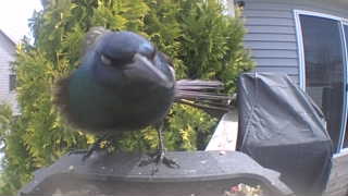 common grackle