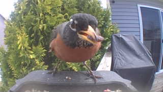 american robin