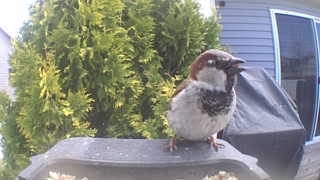 house sparrow