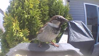 house sparrow