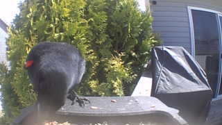 red-winged blackbird