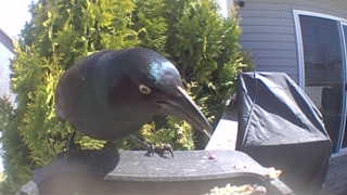 common grackle