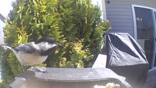 black-capped chickadee