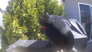 red-winged blackbird