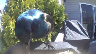 common grackle