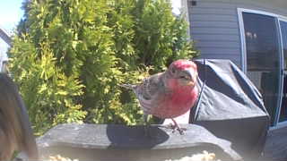 house finch