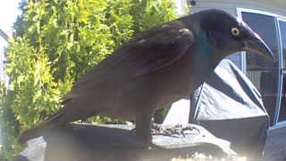common grackle