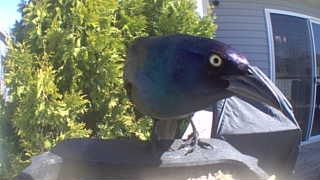 common grackle