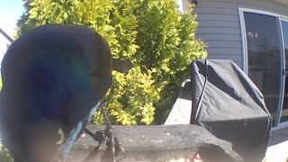 common grackle