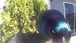 common grackle