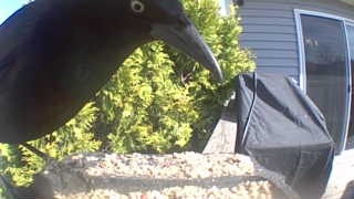 common grackle
