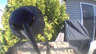 american crow