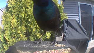 common grackle