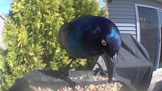 common grackle