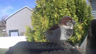 house sparrow