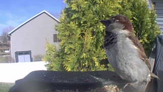 house sparrow