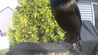 common grackle