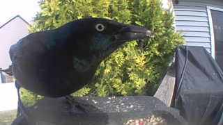 common grackle