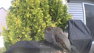 brown-headed cowbird