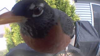 american robin