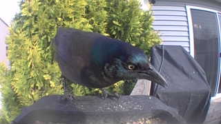 common grackle