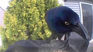 common grackle