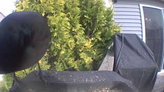 american crow