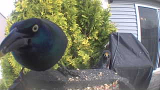 common grackle