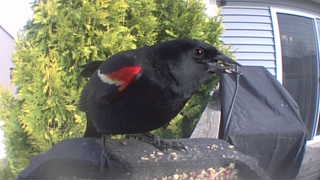 red-winged blackbird