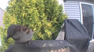 house sparrow
