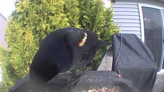 red-winged blackbird