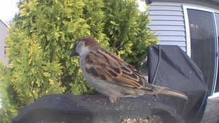 house sparrow