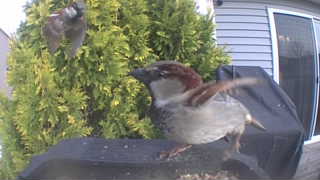 house sparrow
