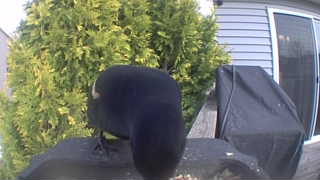 american crow