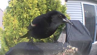red-winged blackbird