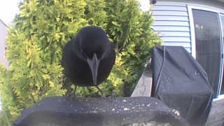 american crow