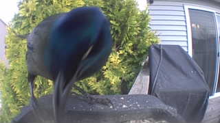 common grackle