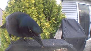 common grackle